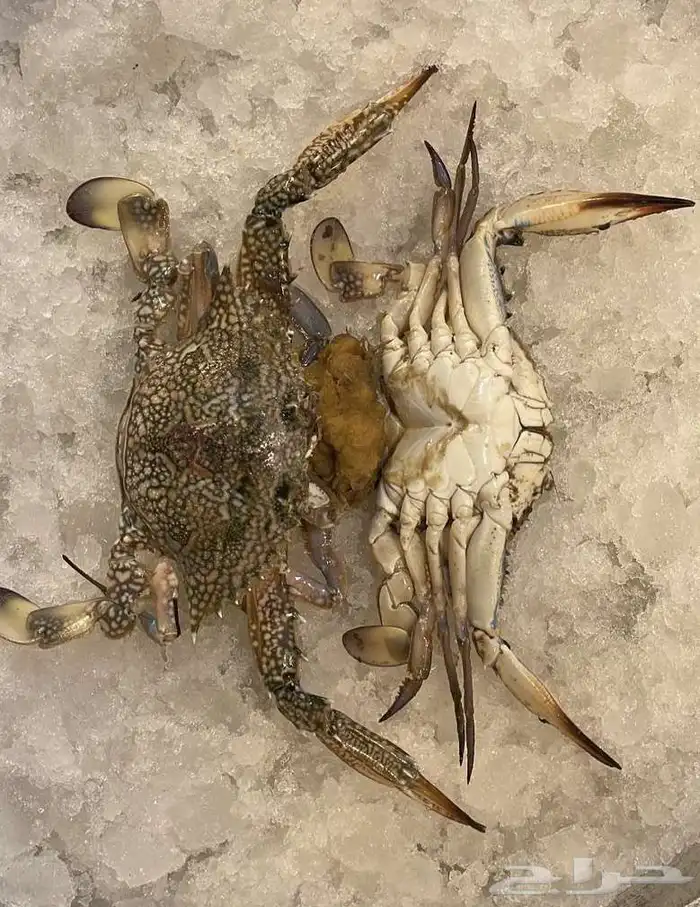 للبيع سمك وروبيان 4