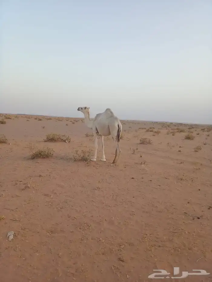 بكره منقوي سليمة العيوب عمرها سنتين وثمانية اشهر 0