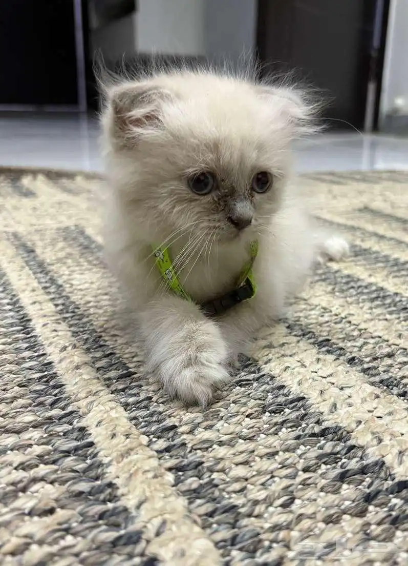 قطط 1