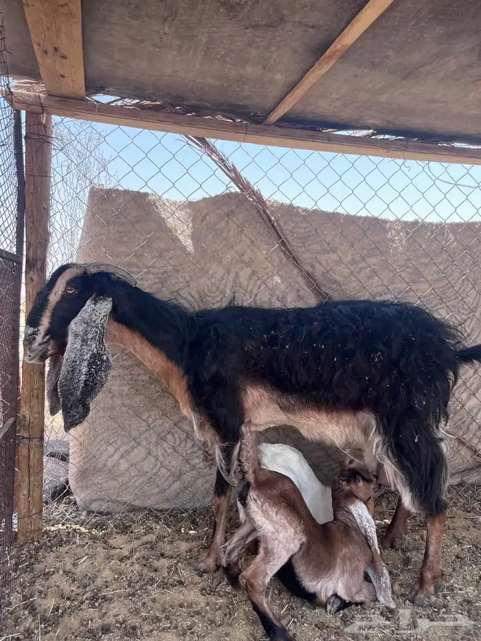 معز لبيع عدد 2 متبيع 0
