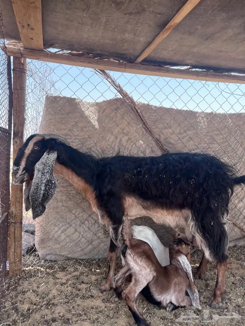 معز لبيع عدد 2 متبيع 0