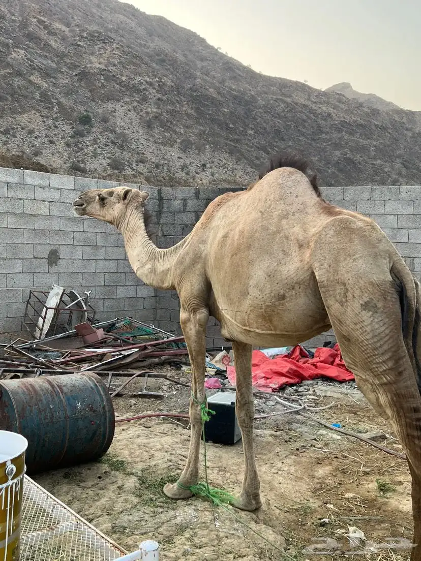 ناقة رباع 0