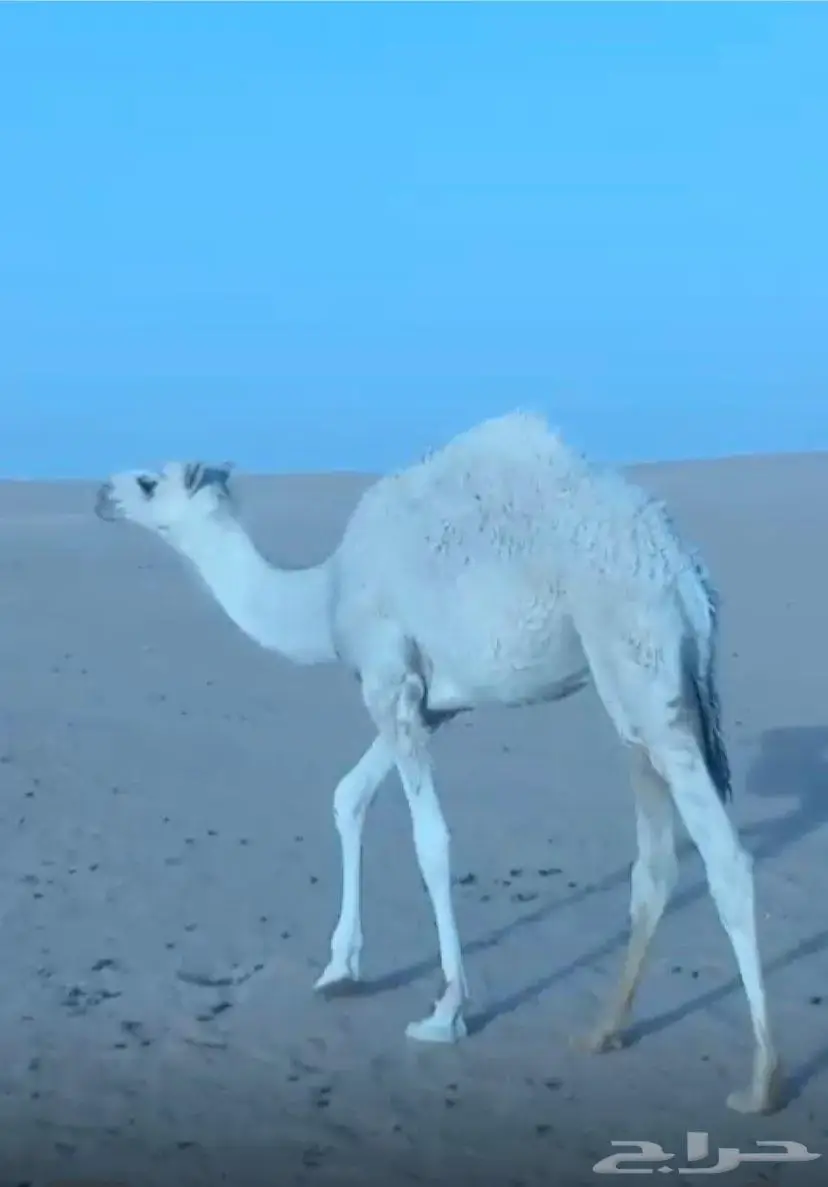 قعدان بريه شرط على حليب امهاتها 1