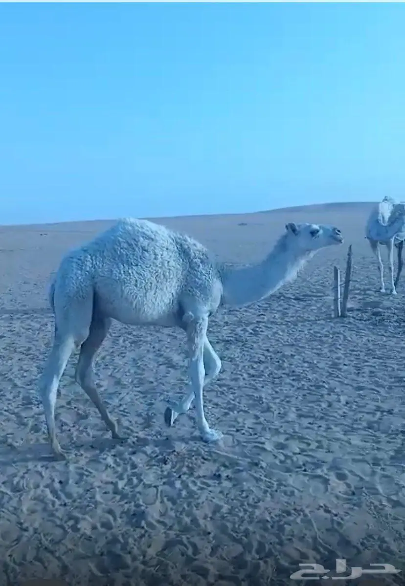 قعدان بريه شرط على حليب امهاتها 3