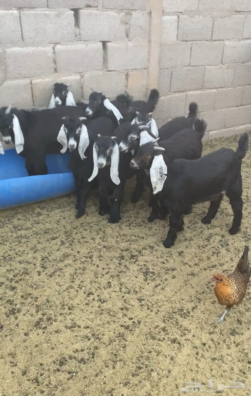للبيع تيوس وجفار طيبات 4
