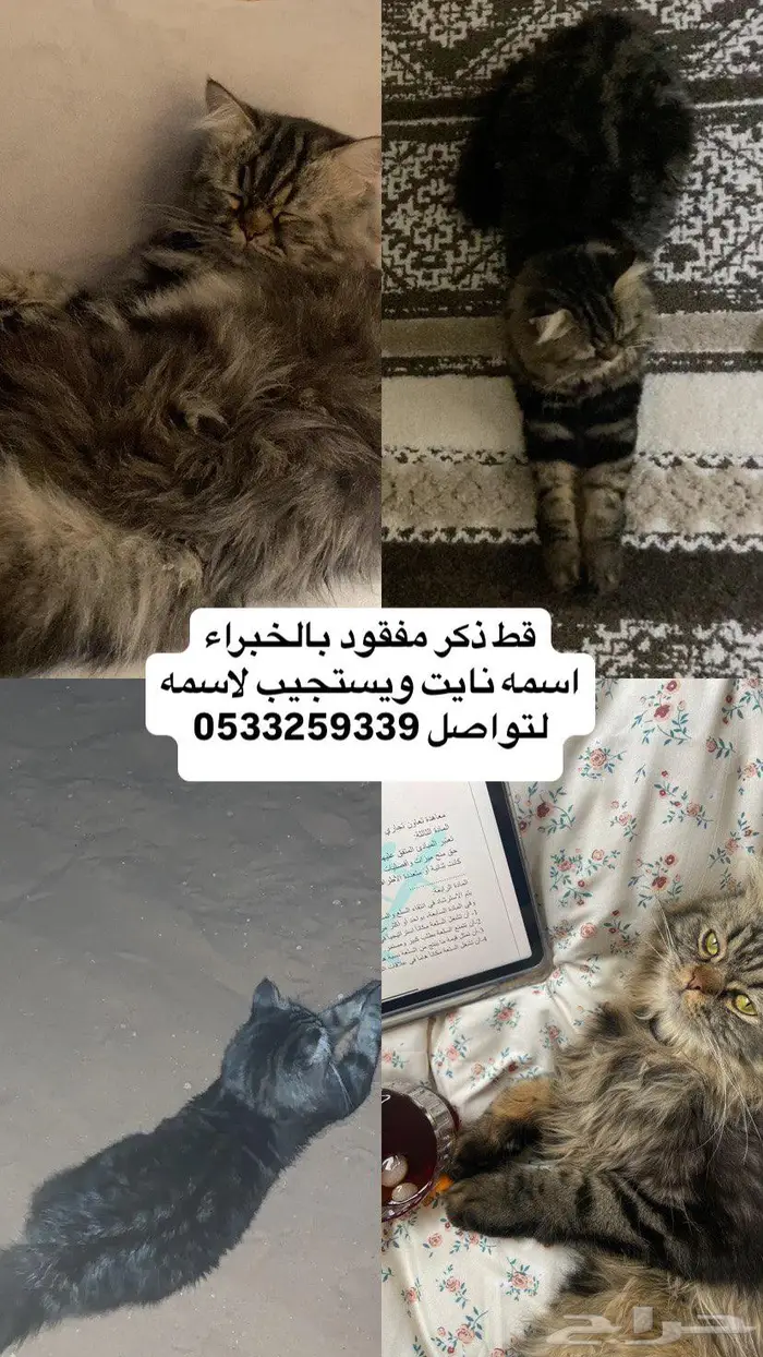 قط مفقود بالخبراء حي المجد ممكن انه رايح لاحياء ثانيه 0
