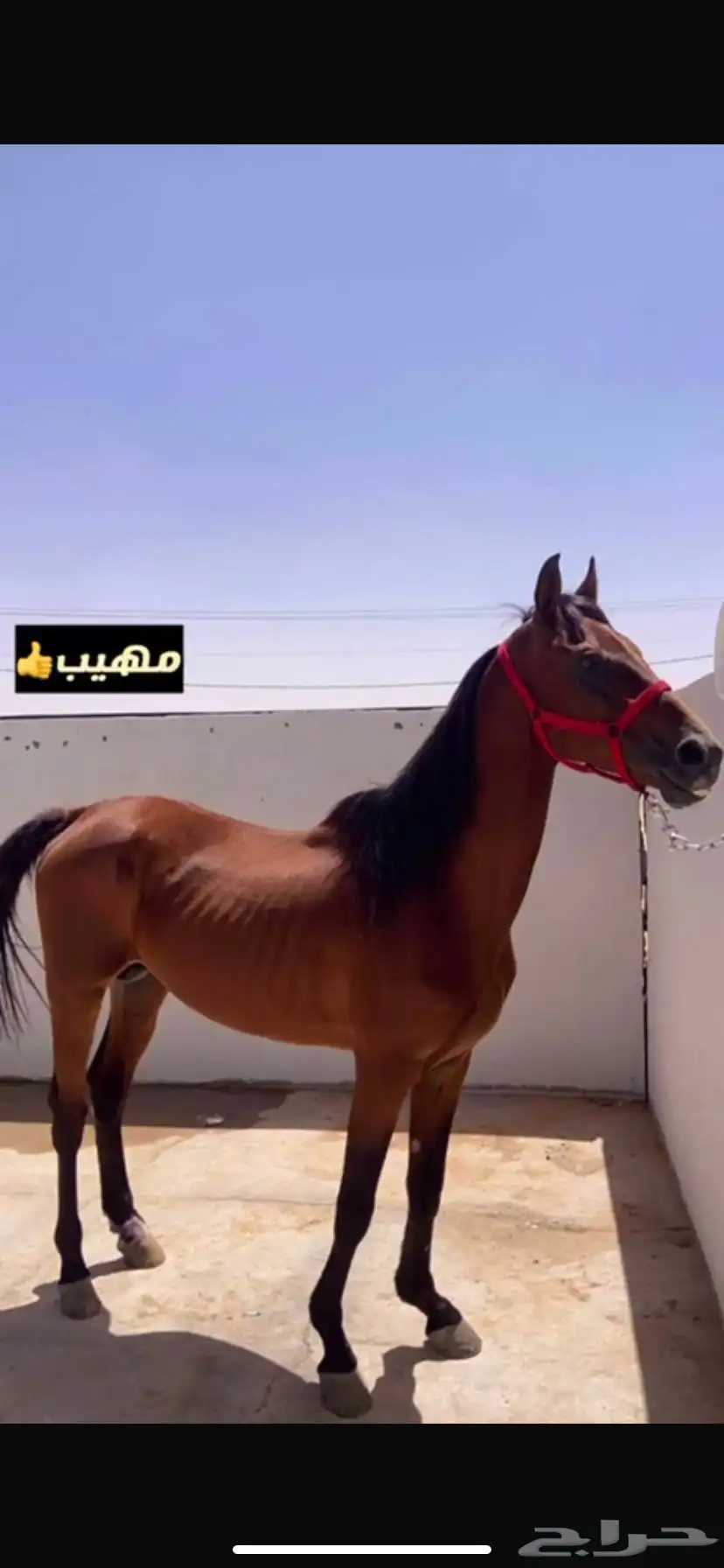 حصان واهو اللون ادهم الطول سبع بلكات ما يشكي من شي سوم 2500 0