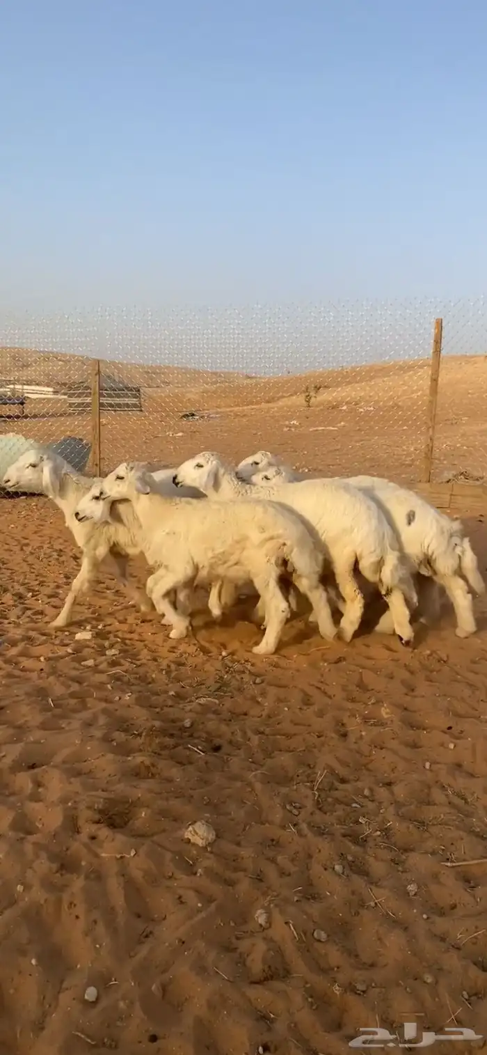 حريات خرفان ورخل 5 اشهر 1
