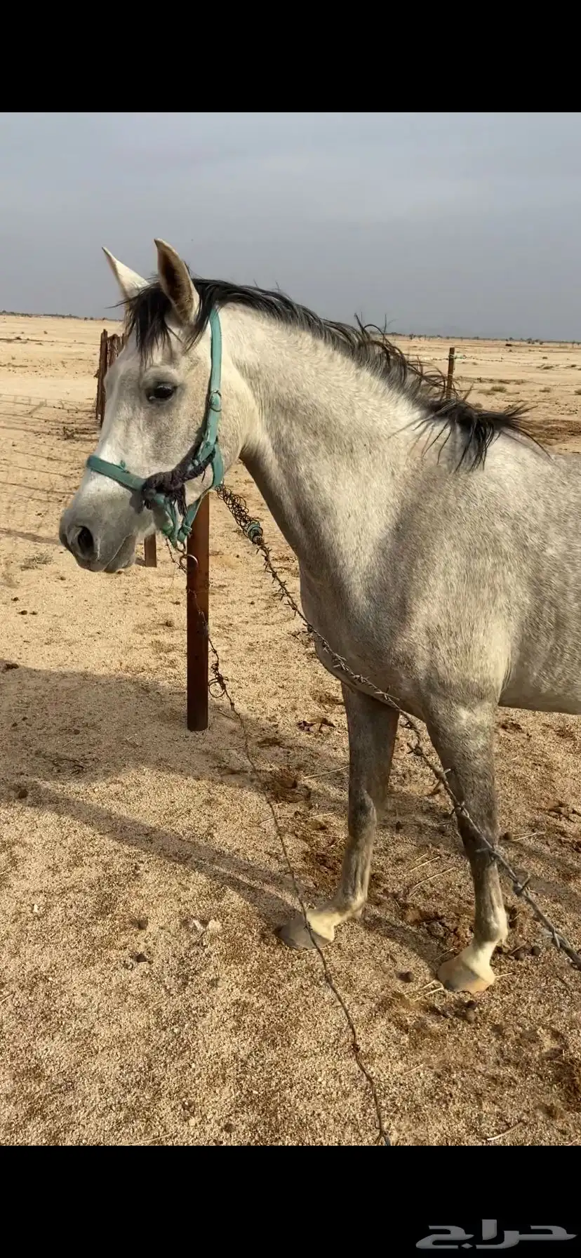 فرس للبيع عربيه شعبي 1