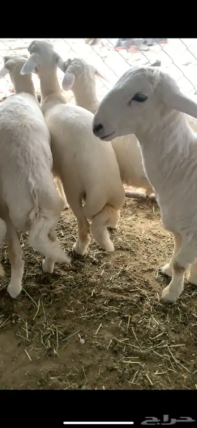 خرفان مناسبات 1