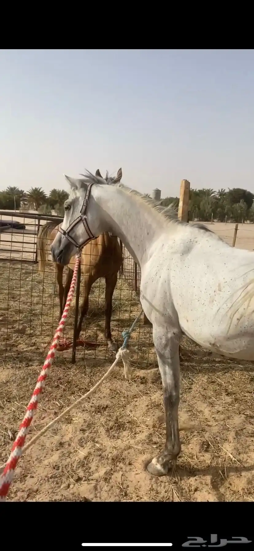 حصان شعبي 0