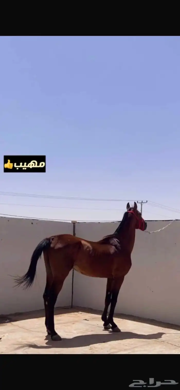 حصان واهو اللون ادهم الطول سبع بلكات ما يشكي من شي سوم 2500 1