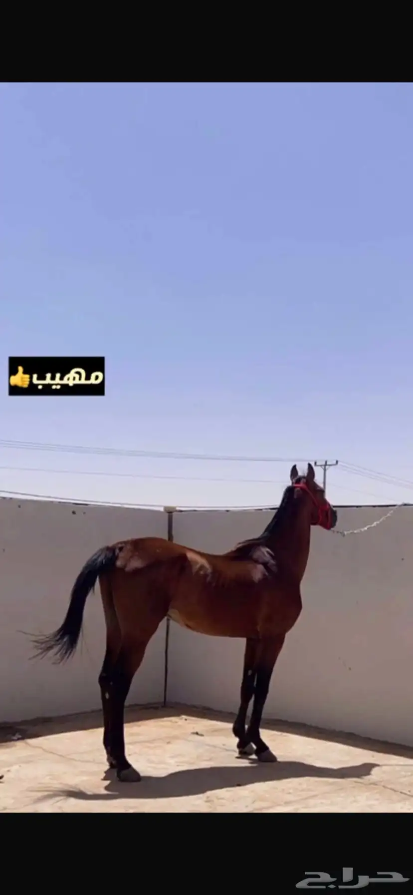 حصان واهو اللون ادهم الطول سبع بلكات ما يشكي من شي سوم 2500 1