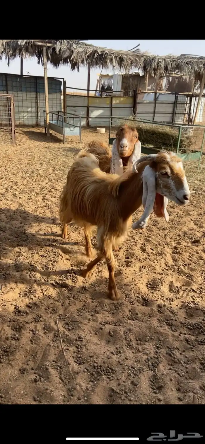 جفرات صفر ومشاريك 1