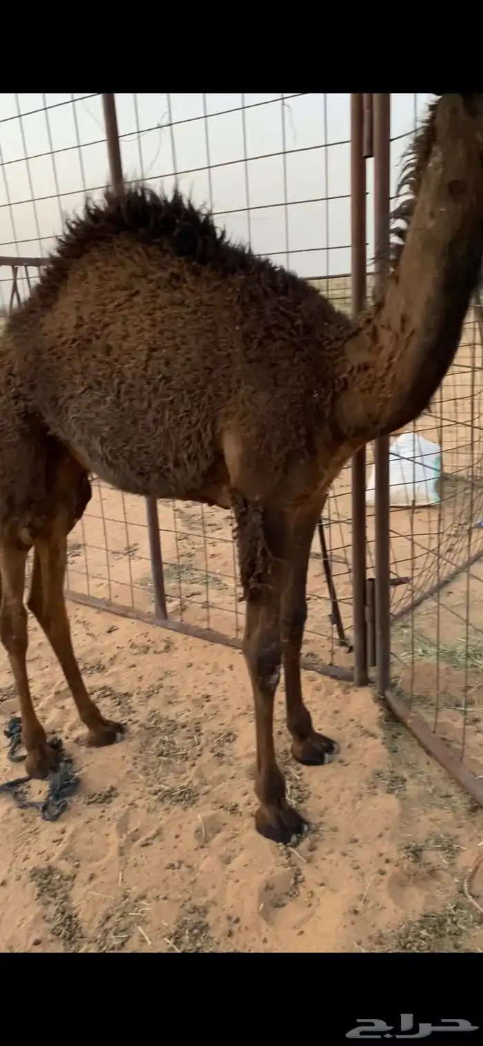 بكره صفرا 0