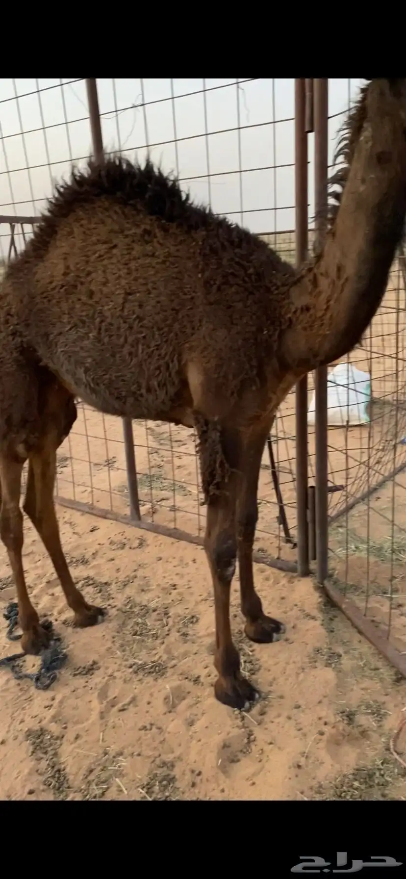 بكره صفرا 0