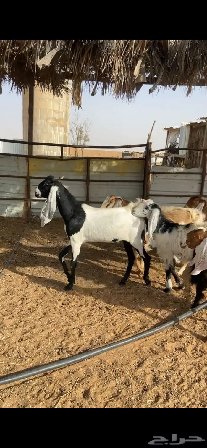 جفرات صفر ومشاريك 6