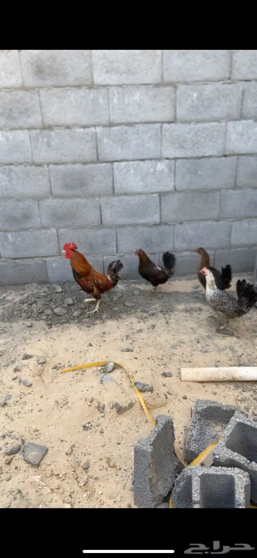 دجاج 0
