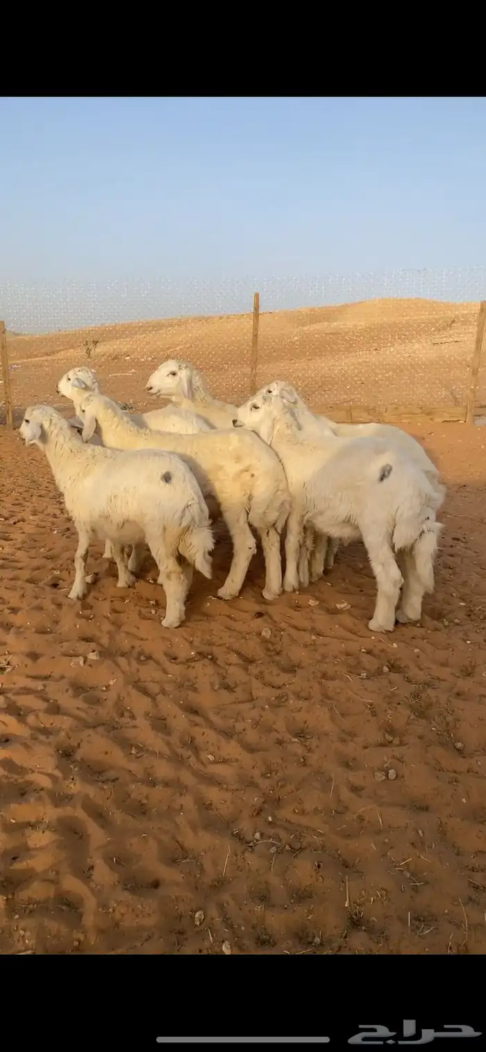 حريات خرفان ورخل 5 اشهر 0