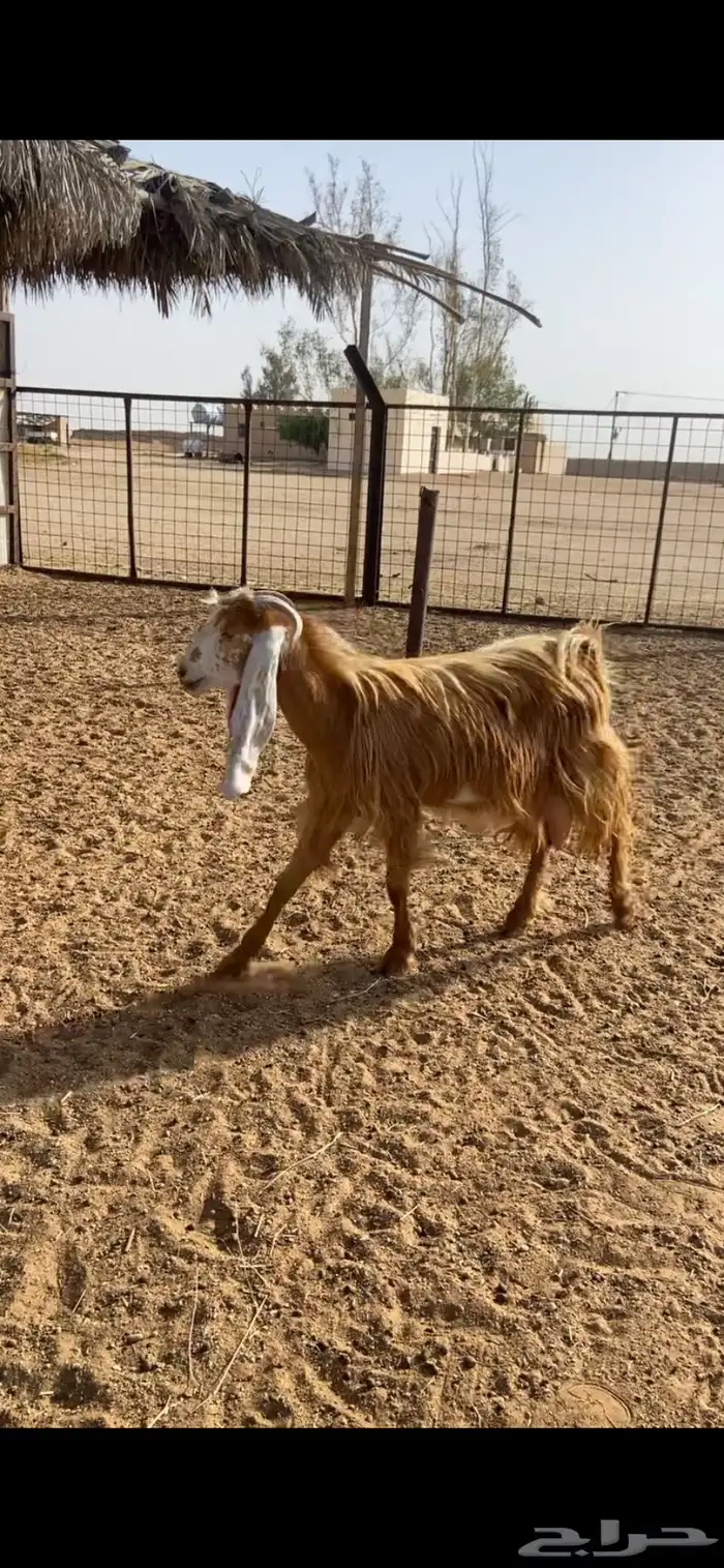 جفرات صفر ومشاريك 4