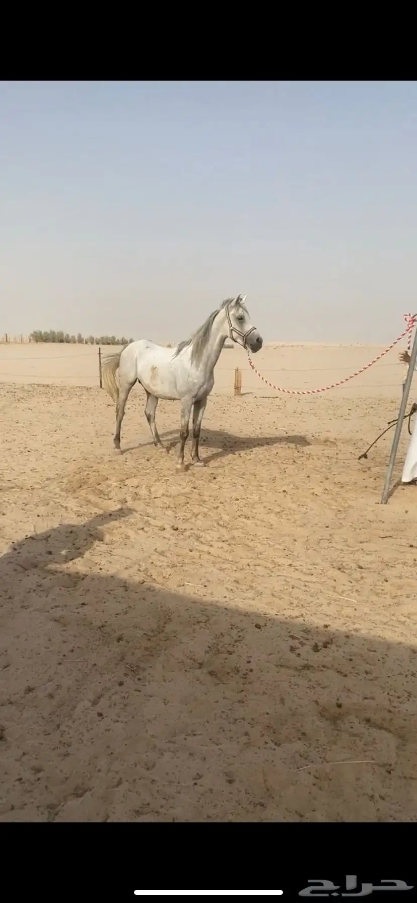 حصان شعبي 2