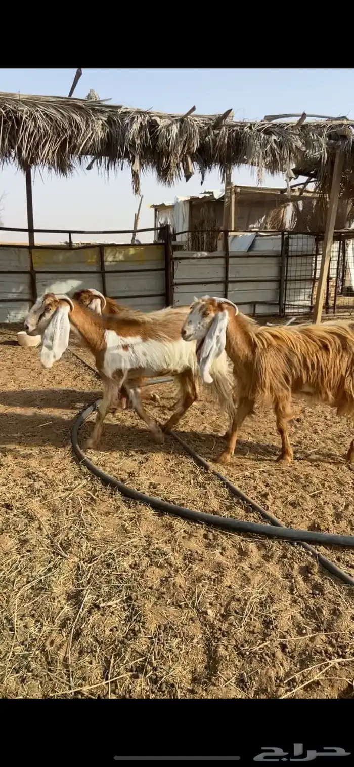 جفرات صفر ومشاريك 5