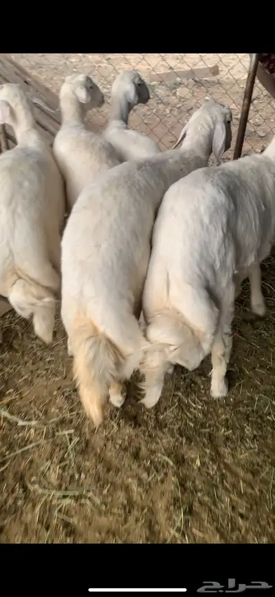 خرفان مناسبات 0