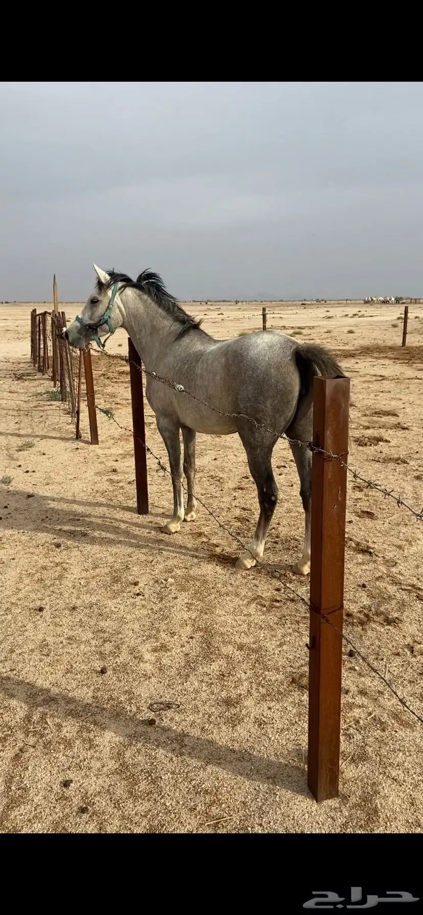 فرس للبيع عربيه شعبي 0