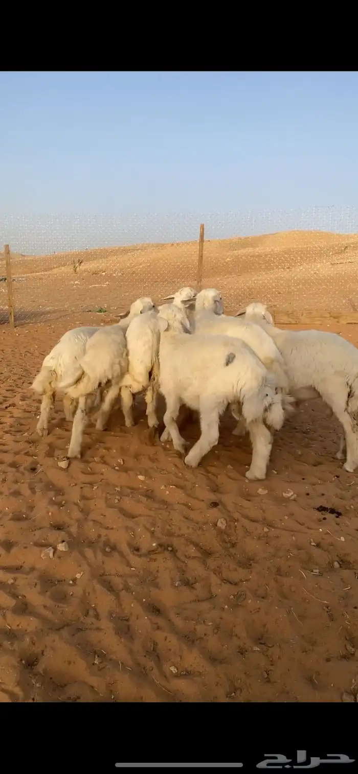 حريات خرفان ورخل 5 اشهر 3