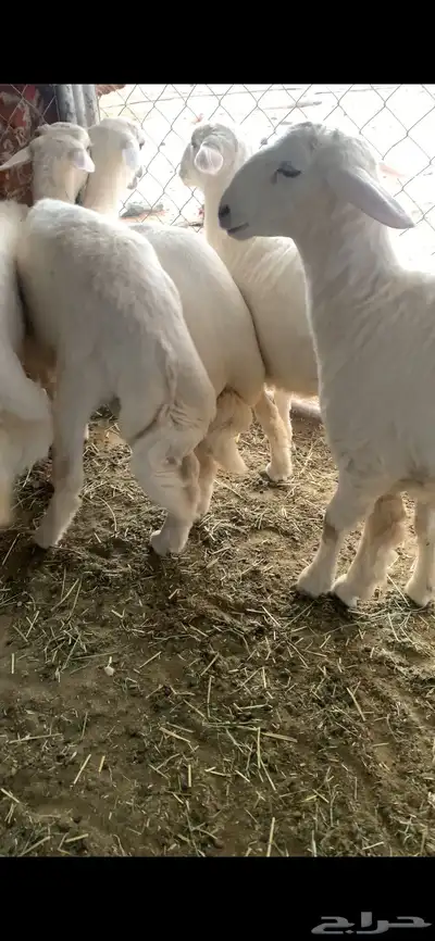 خرفان مناسبات 2