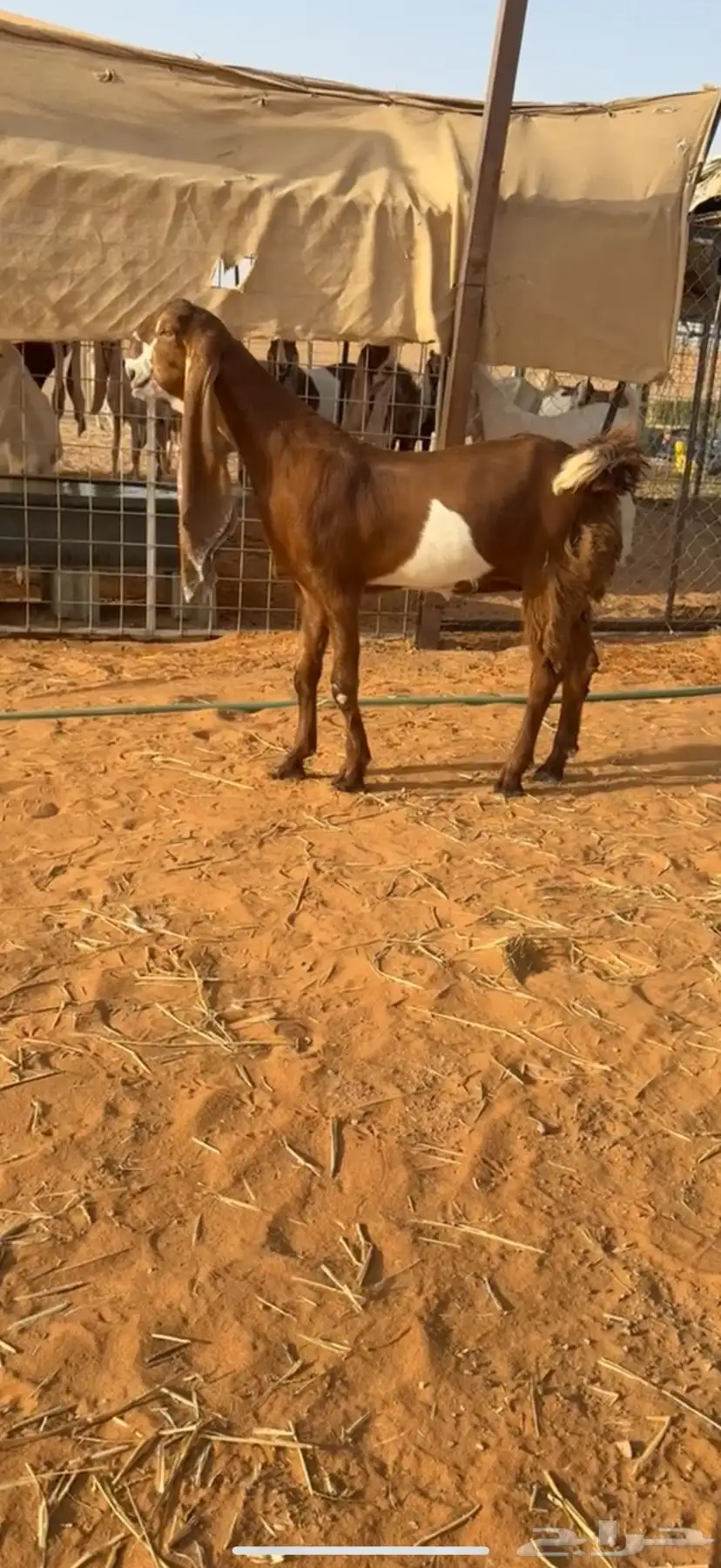 جفره طيبه 0