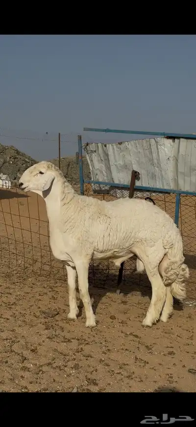 فحل حري فاخر معرف ضغط عالي 0