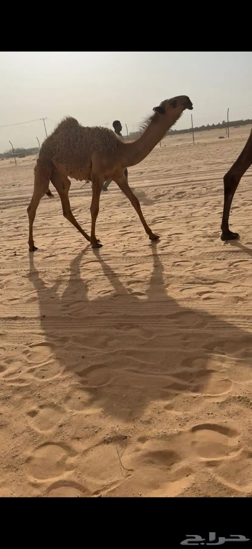 حواره كفو نادره 0
