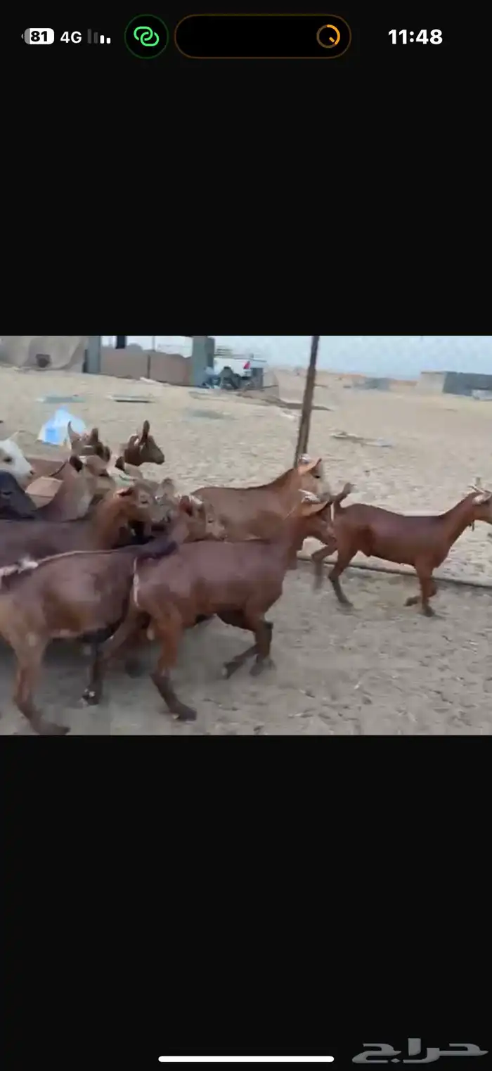 تيوس بلدي 2