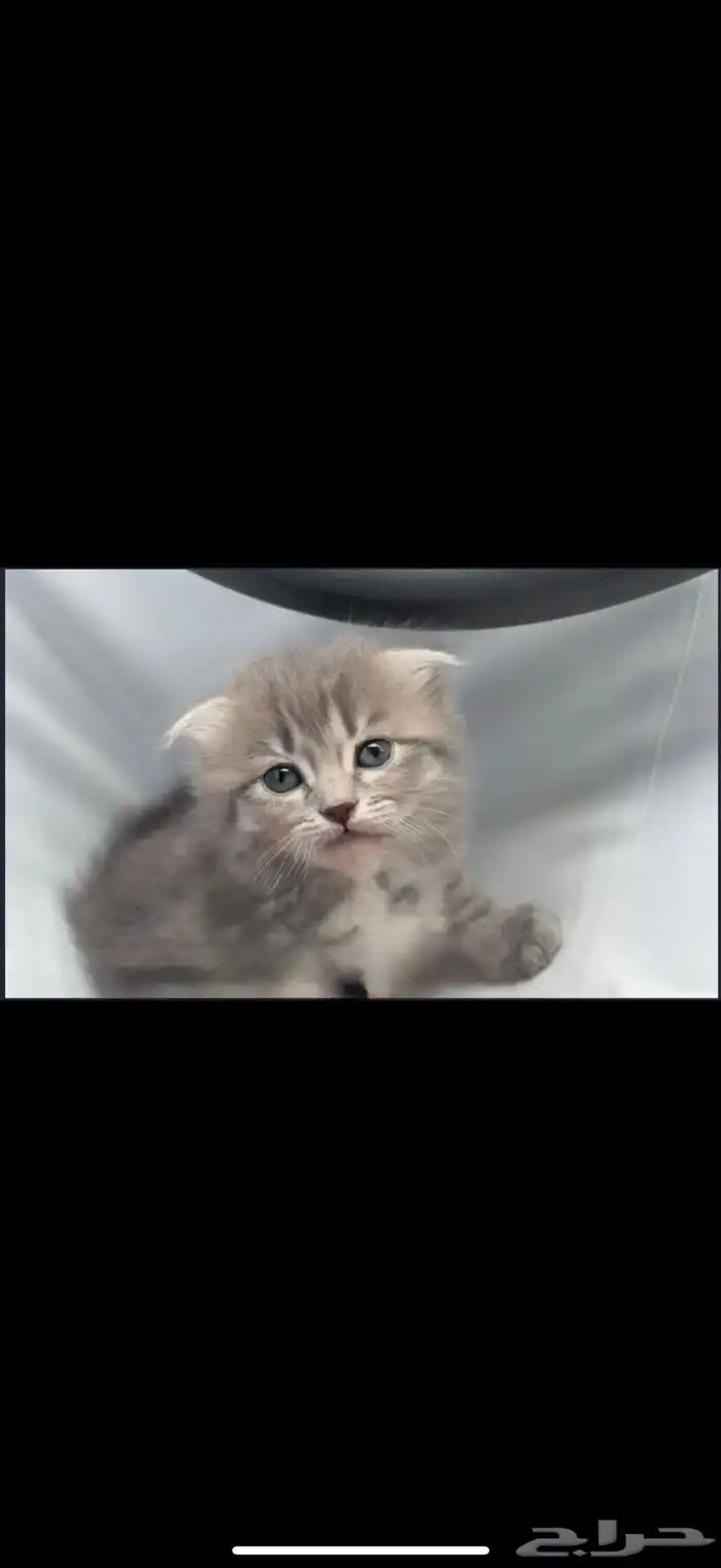 قطه فولد سكوتش 3