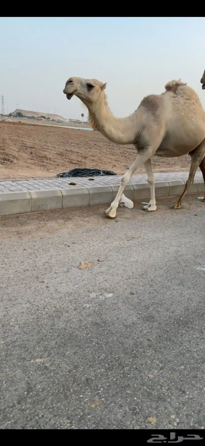 ناقه 2