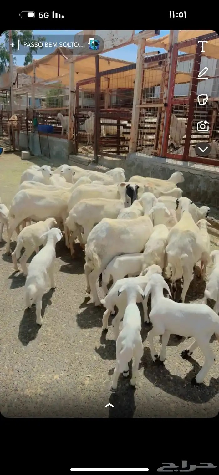 معزا مراح 28 راس وغنم رفد 19 راس خلفات 4