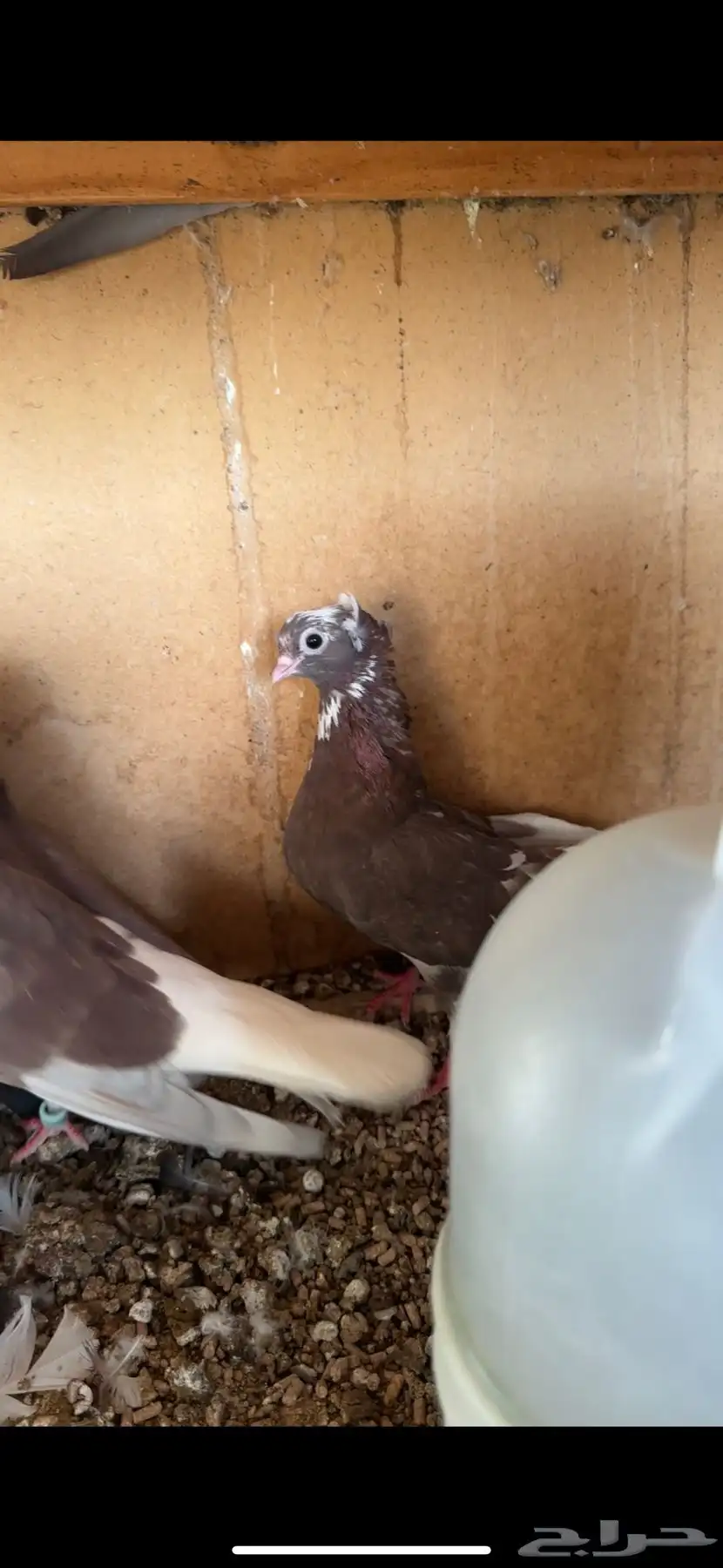 زوج قطايف حمر 0