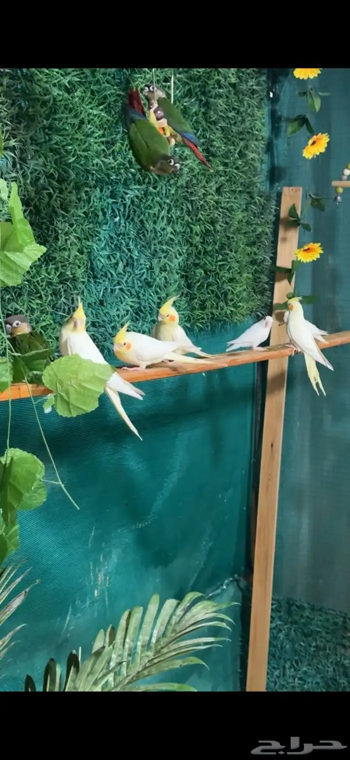 كروانات و كنيور اليفه هدد  تم البيع 1