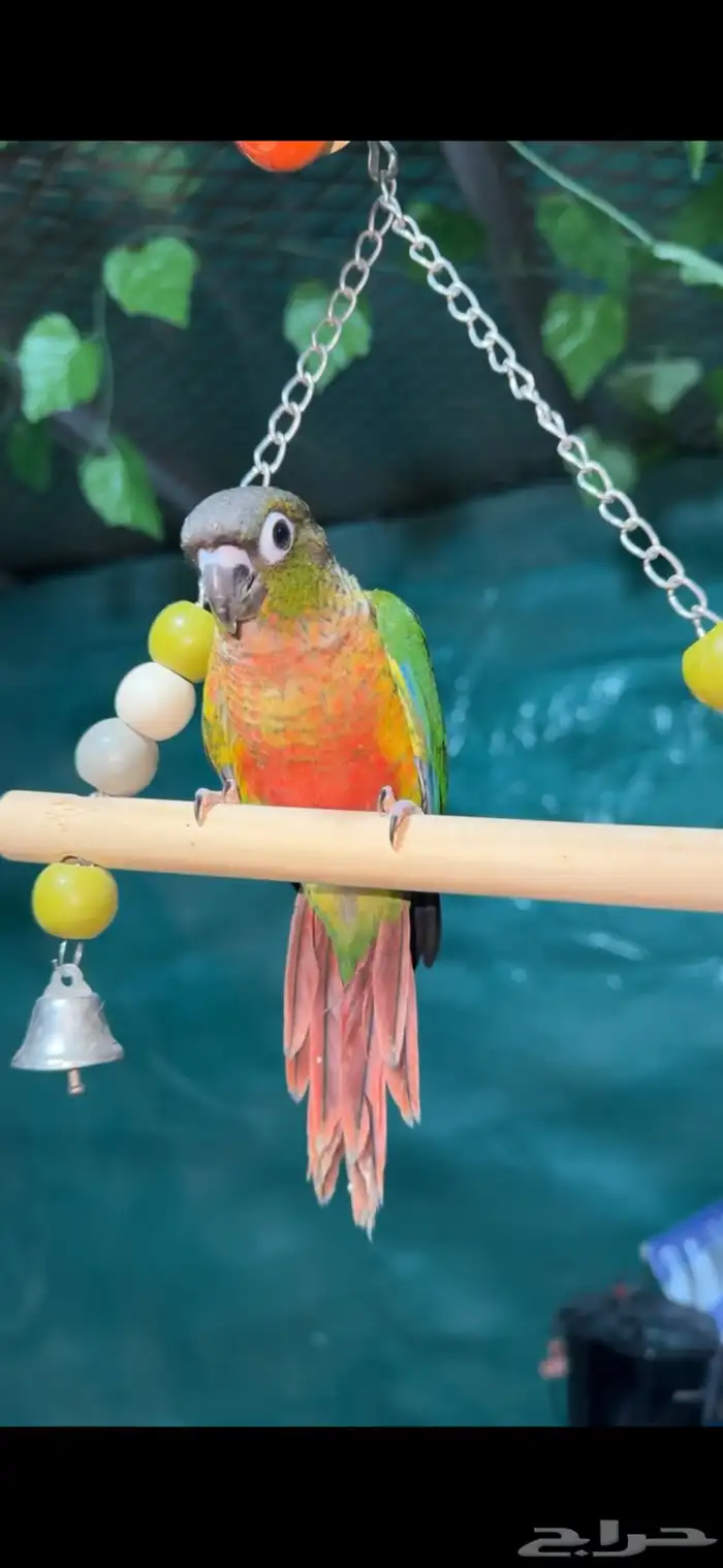 كروانات و كنيور اليفه هدد  تم البيع 5