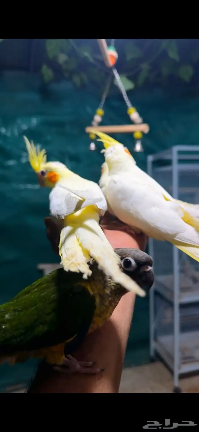 كروانات و كنيور اليفه هدد  تم البيع 0