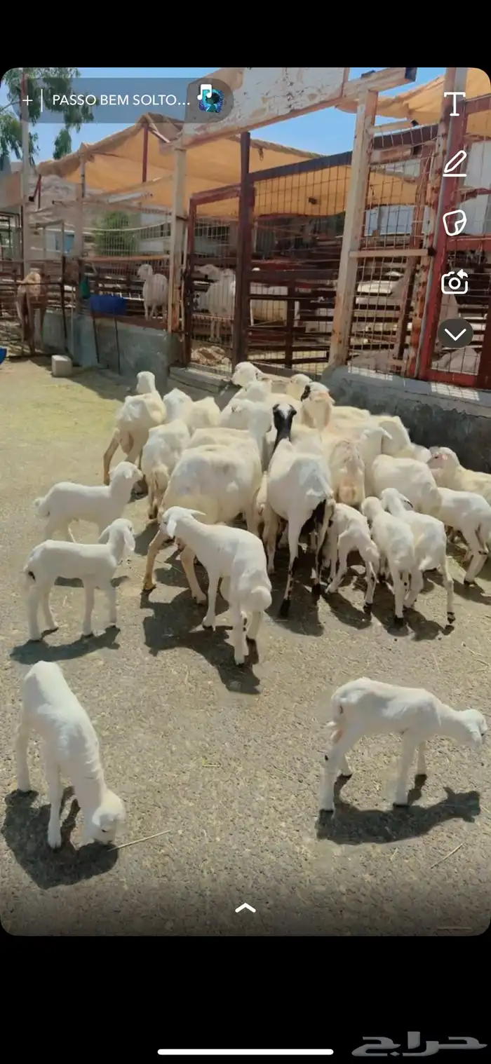 معزا مراح 28 راس وغنم رفد 19 راس خلفات 3