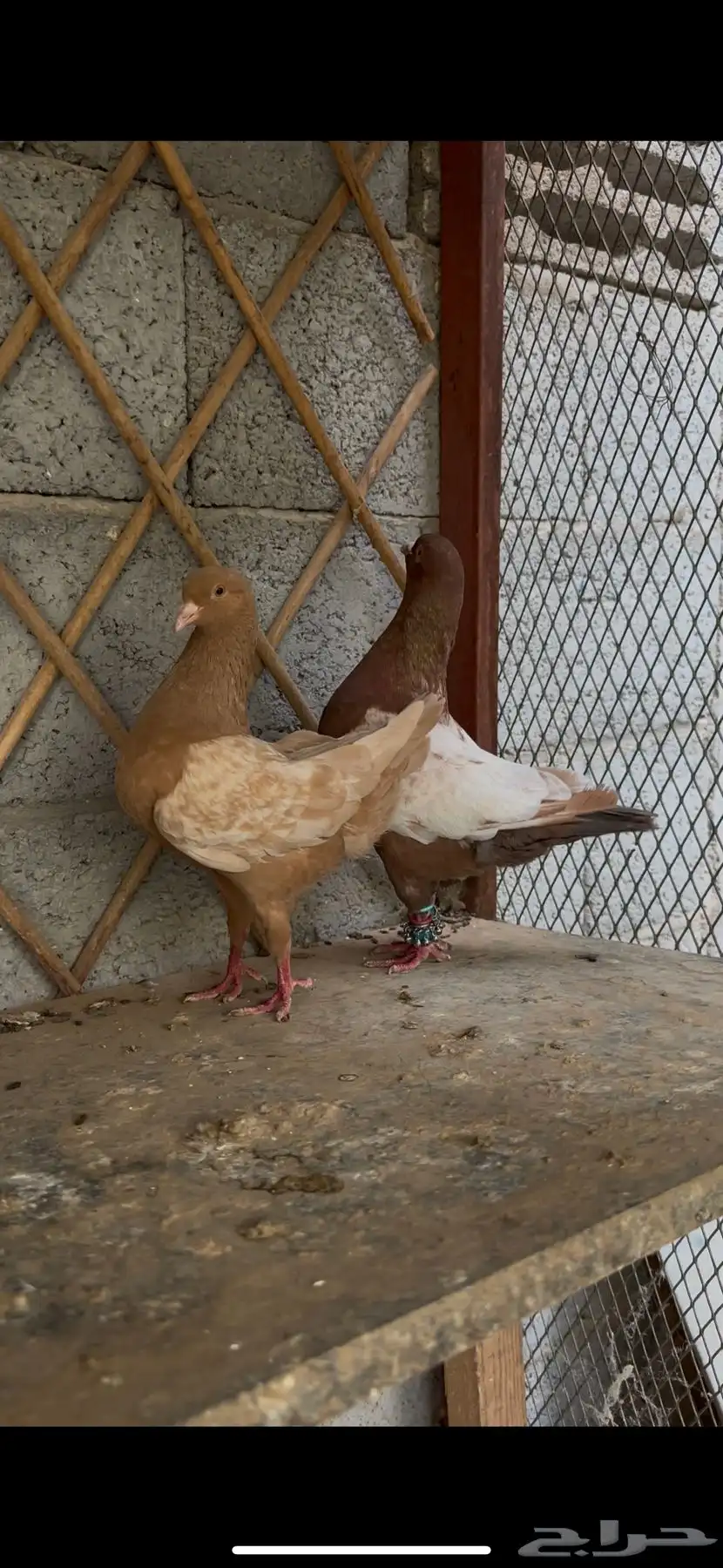 كنق 2