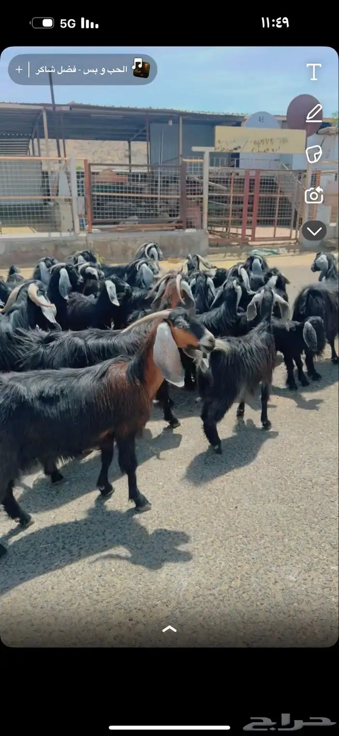 معزا مراح 28 راس وغنم رفد 19 راس خلفات 0