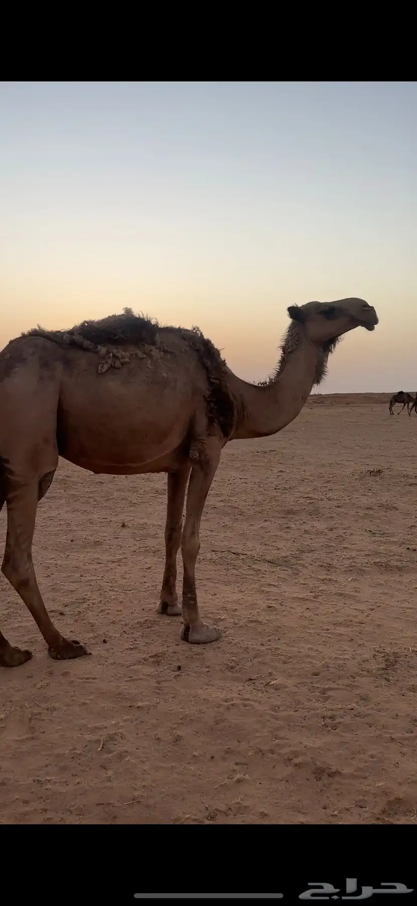 ناقه صفرا 0