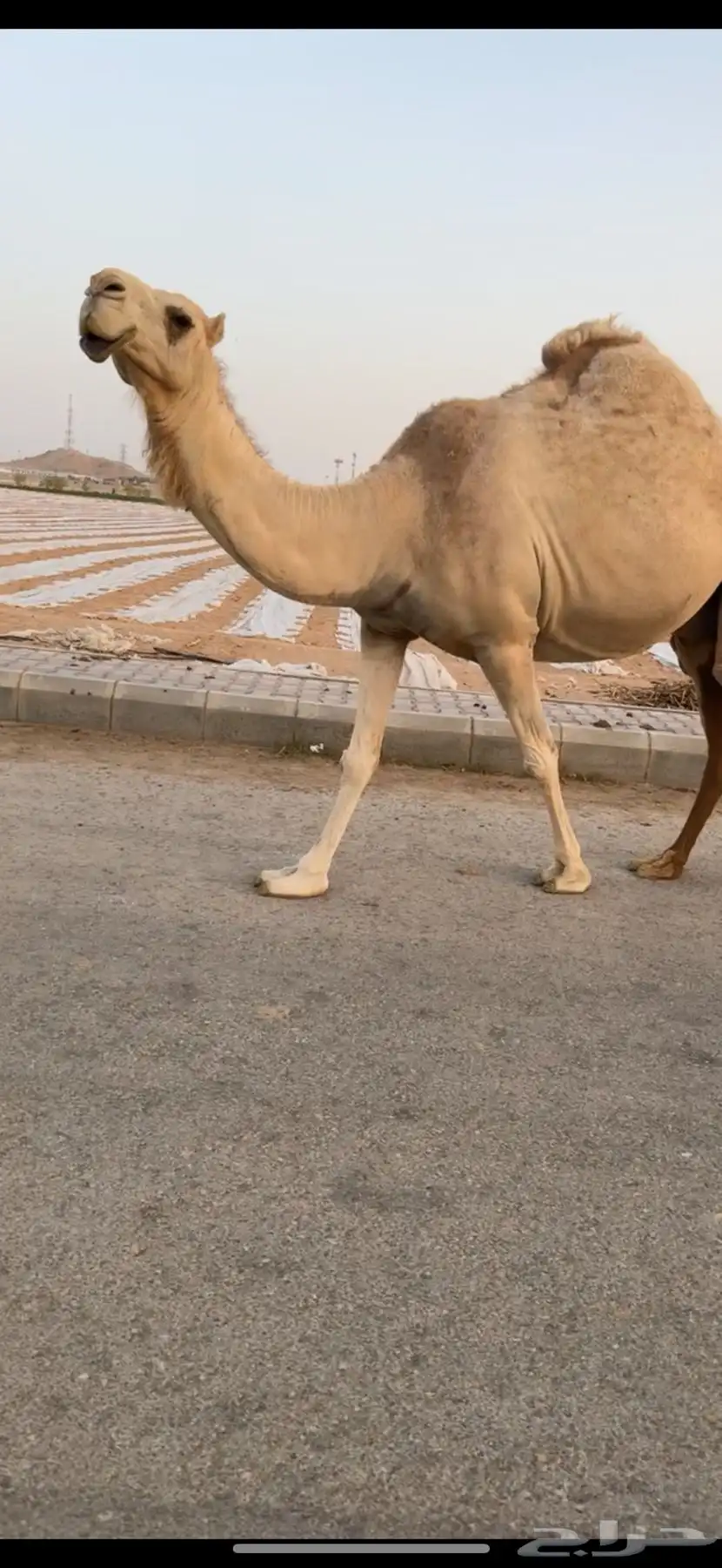 ناقه 1