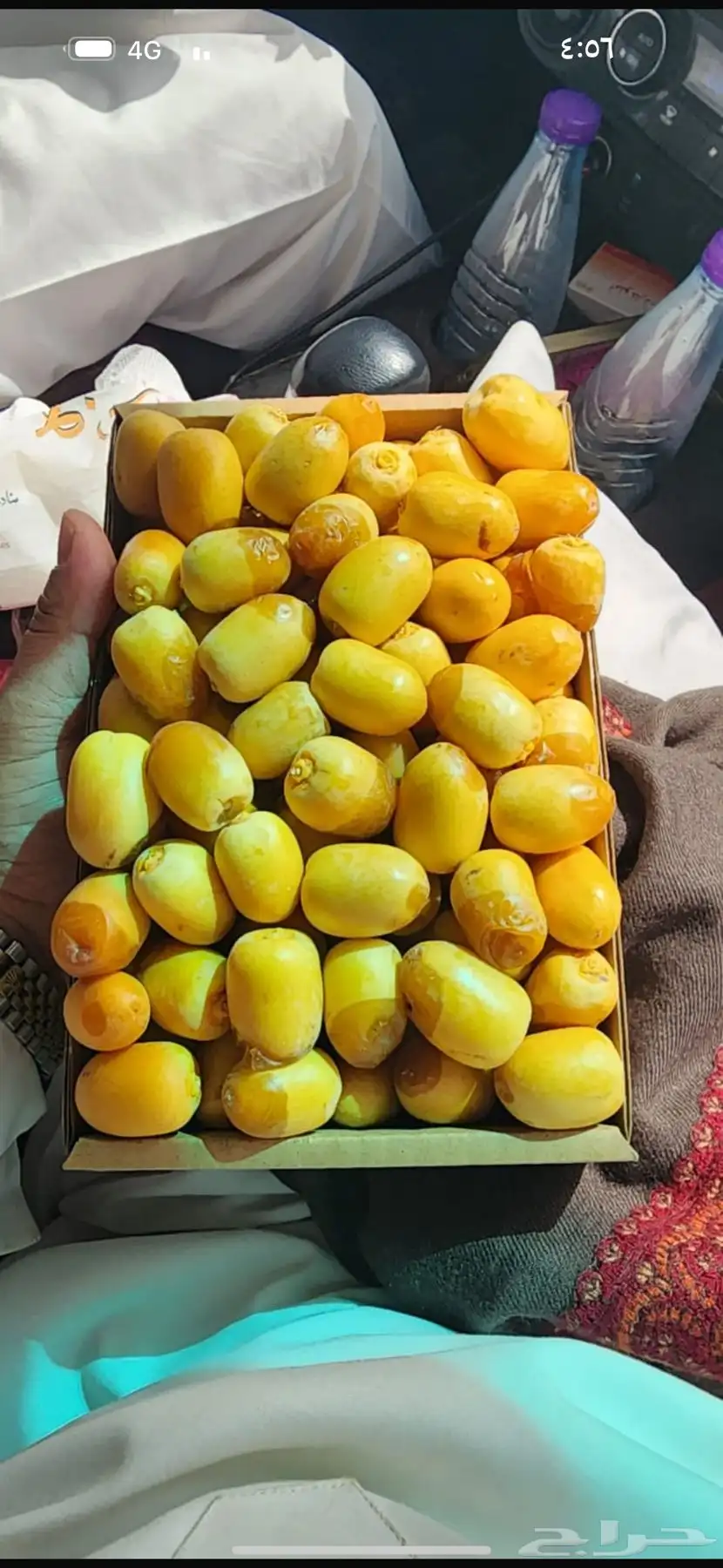رطب الحسا ورطب وادي الدواسر 1