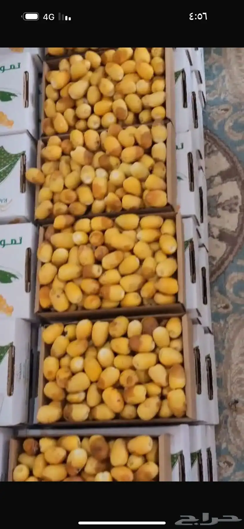 رطب الحسا ورطب وادي الدواسر 2