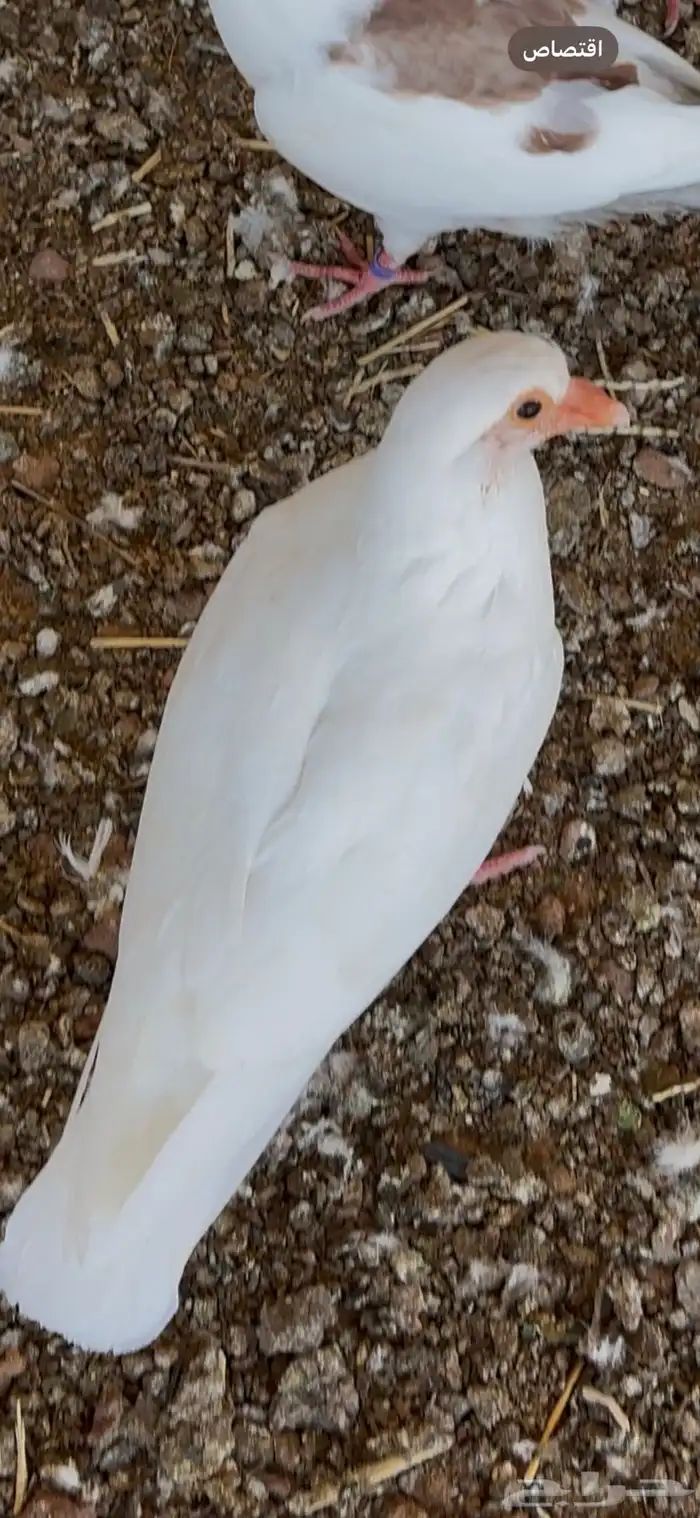 حمام فرنسي للبيع مذبوح وجاهز 0