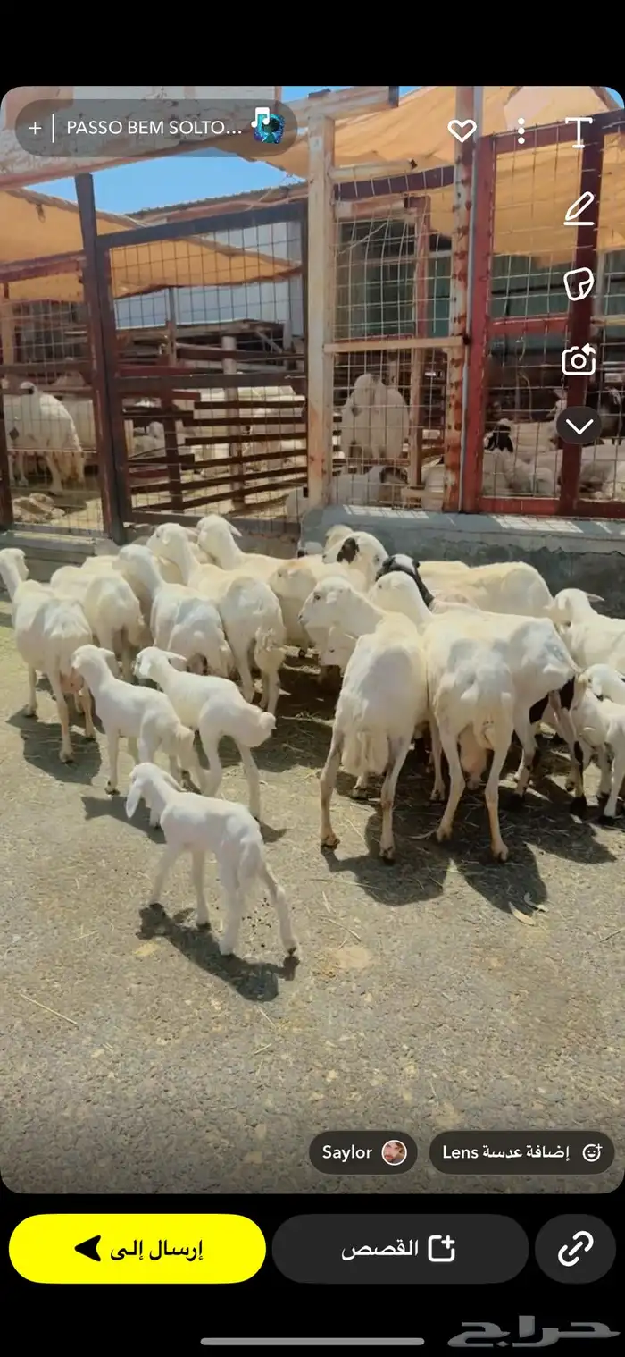 معزا مراح 28 راس وغنم رفد 19 راس خلفات 2